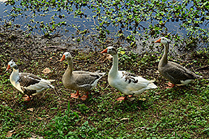 geese-leaders